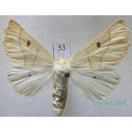 Crocallis elinguaria (Linnaeus, 1758) female Czech53